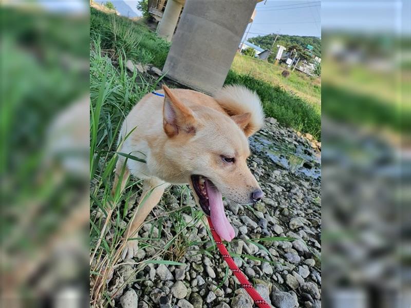 Byunghyun,ist ein sportlicher,aktiver Junge ,2021 geboren, etwa 13 kg,tolle Familie gesucht.