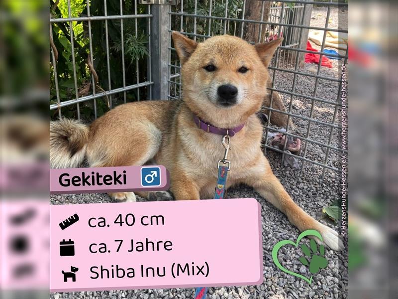  Gekiteki Slowakei (NB) Shiba Inu (Mix) Rüde - freundlich