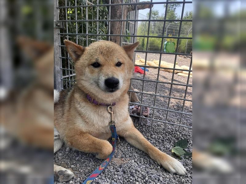  Gekiteki Slowakei (NB) Shiba Inu (Mix) Rüde - freundlich