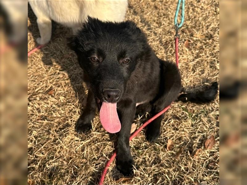 Gabe, 11 monate jung,Retriever Mischling,total menschenbezogen ,sucht eine Familie für immer