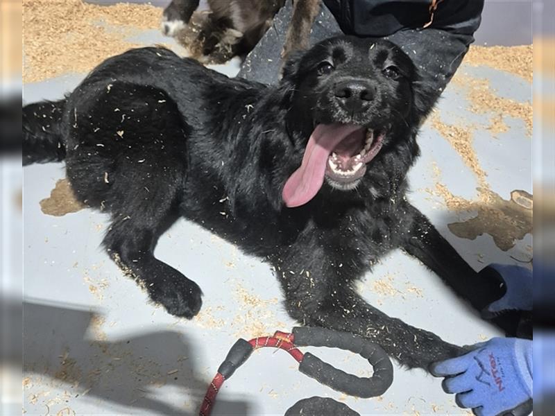 Gabe, 11 monate jung,Retriever Mischling,total menschenbezogen ,sucht eine Familie für immer