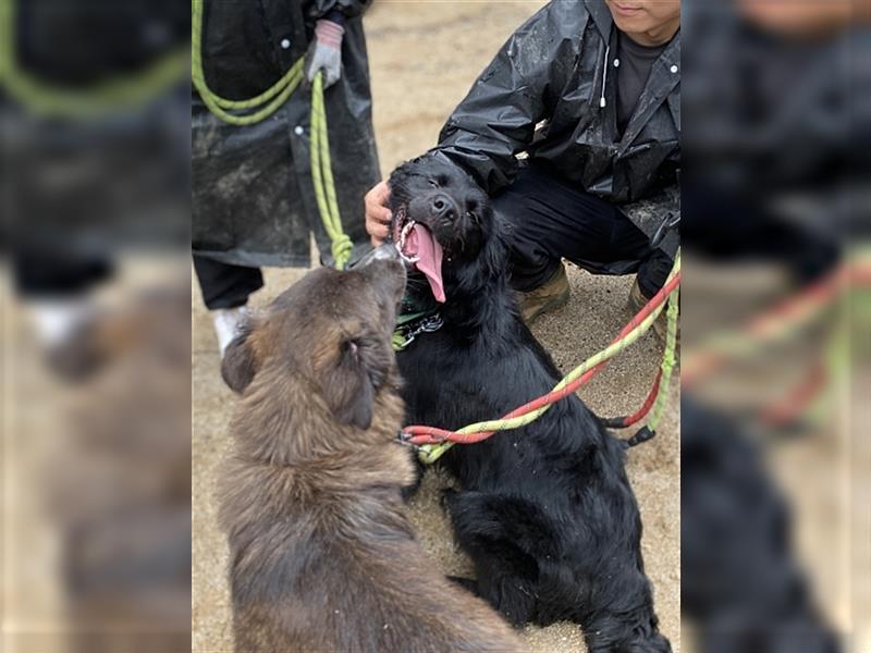 Gabe, 11 monate jung,Retriever Mischling,total menschenbezogen ,sucht eine Familie für immer