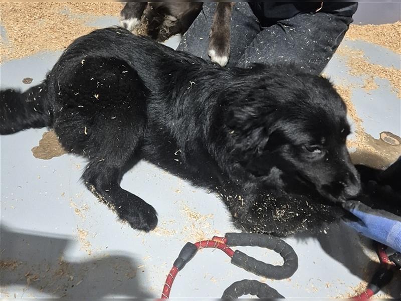 Gabe, 11 monate jung,Retriever Mischling,total menschenbezogen ,sucht eine Familie für immer