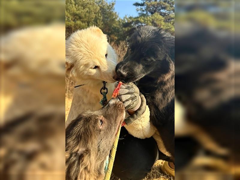 Gabe, 11 monate jung,Retriever Mischling,total menschenbezogen ,sucht eine Familie für immer