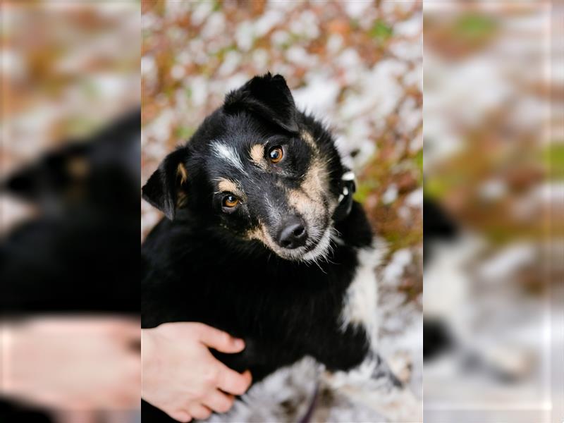 Edek - Aufgeschlossener Rüde, ca. 2-3 Jahre alt, toller Familienhund
