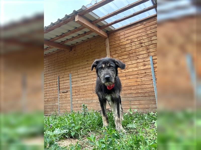 Der schnauzbärtige EMIL sucht ein Für Immer Zuhause