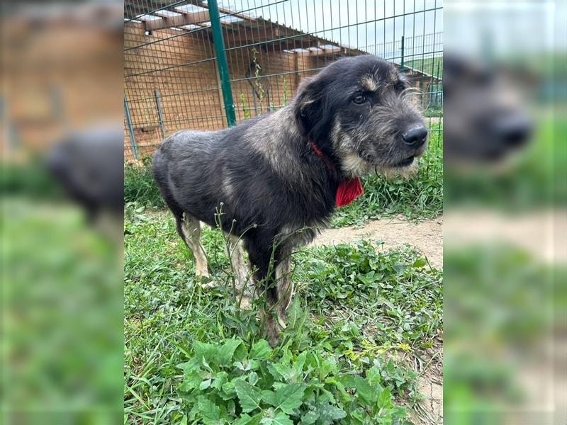 Der schnauzbärtige EMIL sucht ein Für Immer Zuhause