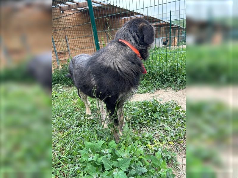 Der schnauzbärtige EMIL sucht ein Für Immer Zuhause