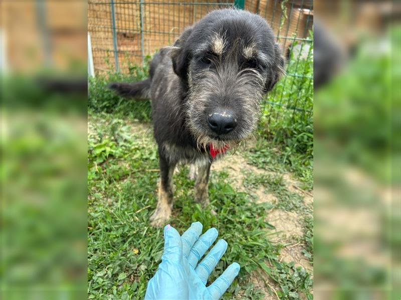 Der schnauzbärtige EMIL sucht ein Für Immer Zuhause