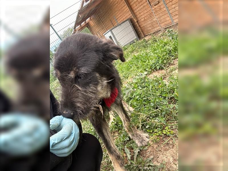 Der schnauzbärtige EMIL sucht ein Für Immer Zuhause