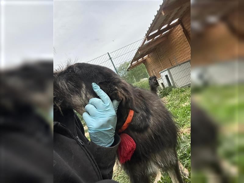 Der schnauzbärtige EMIL sucht ein Für Immer Zuhause