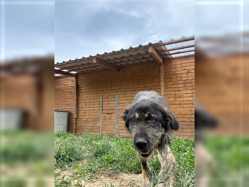 Der schnauzbärtige EMIL sucht ein Für Immer Zuhause