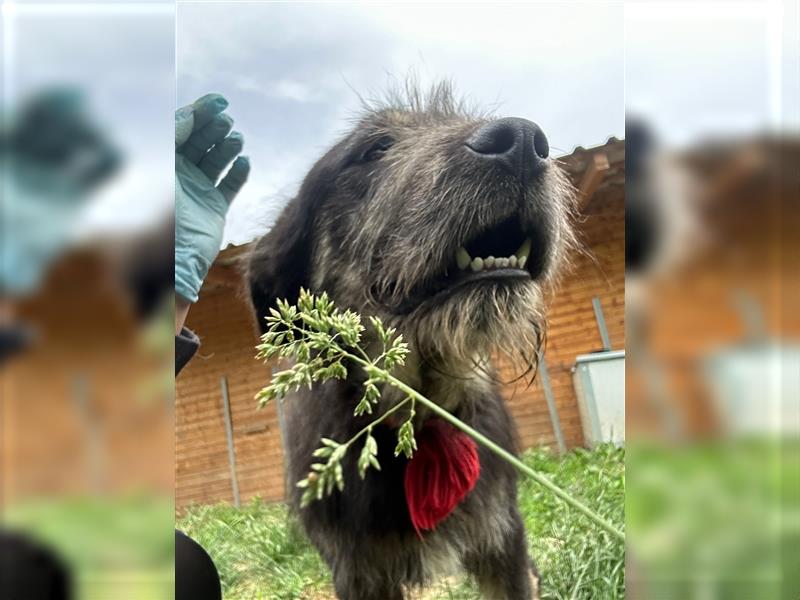 Der schnauzbärtige EMIL sucht ein Für Immer Zuhause