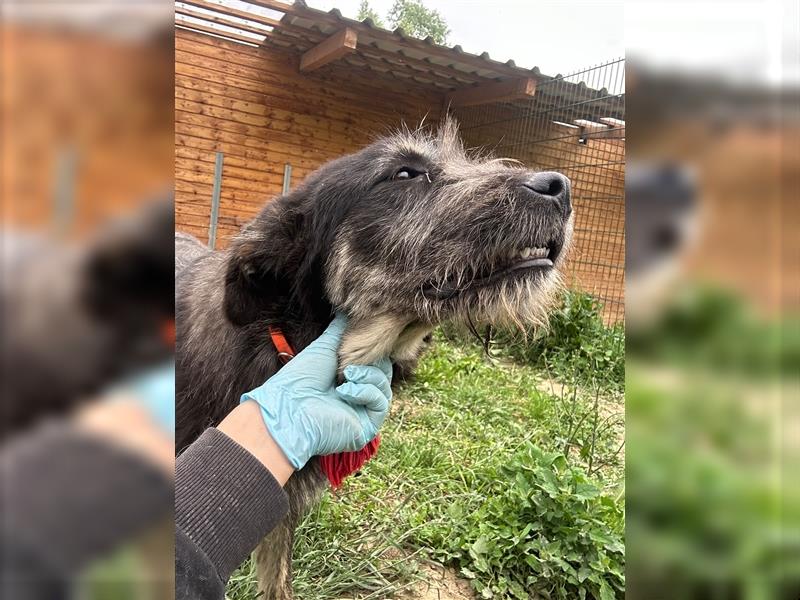 Der schnauzbärtige EMIL sucht ein Für Immer Zuhause