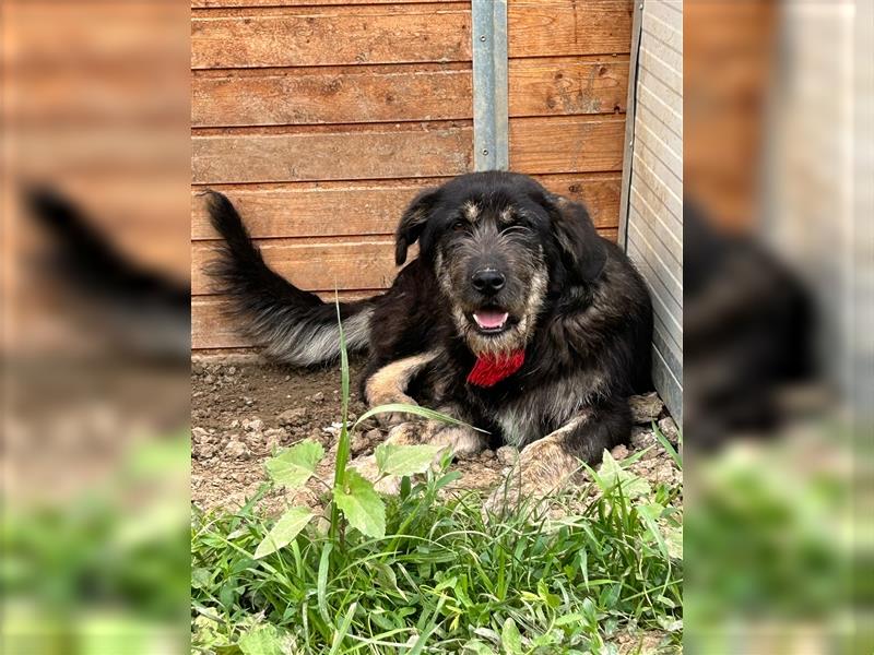 Der schnauzbärtige EMIL sucht ein Für Immer Zuhause