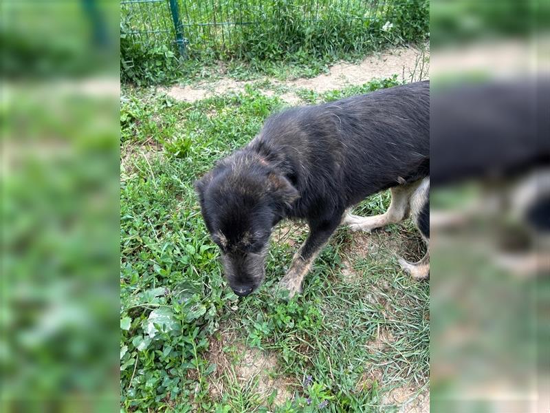 Der schnauzbärtige EMIL sucht ein Für Immer Zuhause