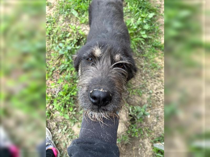 Der schnauzbärtige EMIL sucht ein Für Immer Zuhause