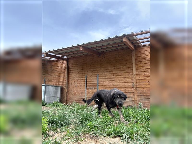 Der schnauzbärtige EMIL sucht ein Für Immer Zuhause