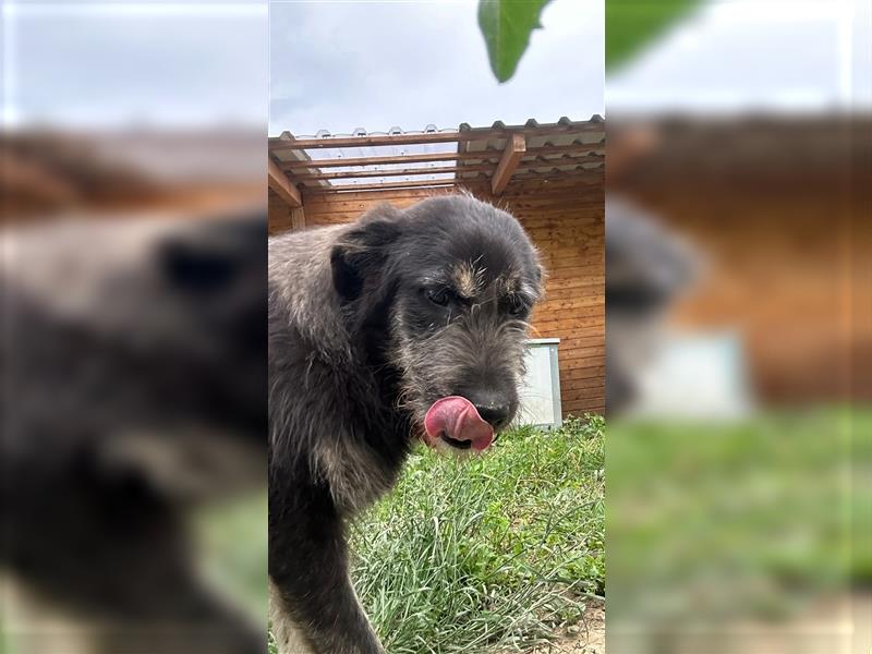 Der schnauzbärtige EMIL sucht ein Für Immer Zuhause