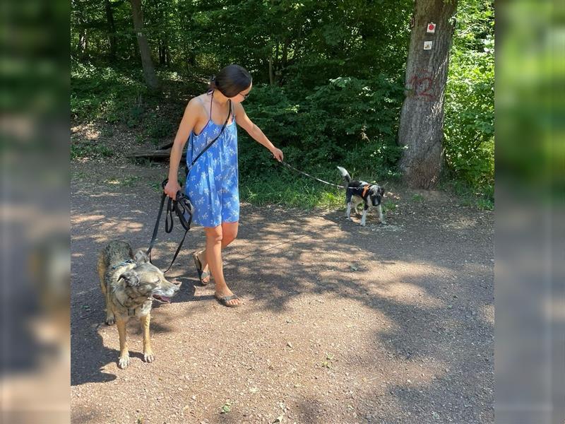 Verschmuster Familienhund Gianni sucht ein Zuhause ❤️