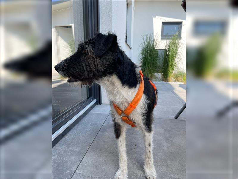Verschmuster Familienhund Gianni sucht ein Zuhause ❤️