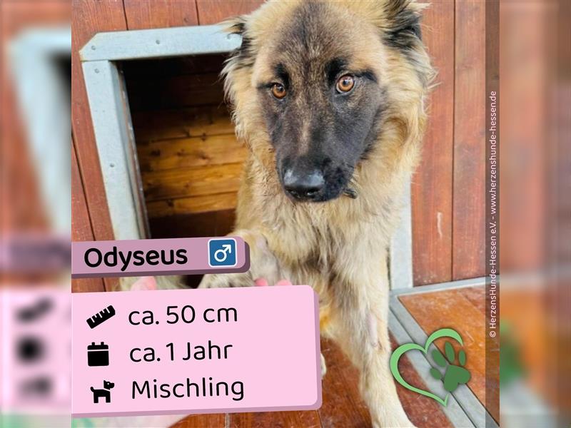 Odyseus - Slowakei (ZM), Mischling, Rüde ca. 1 Jahr - Handicap