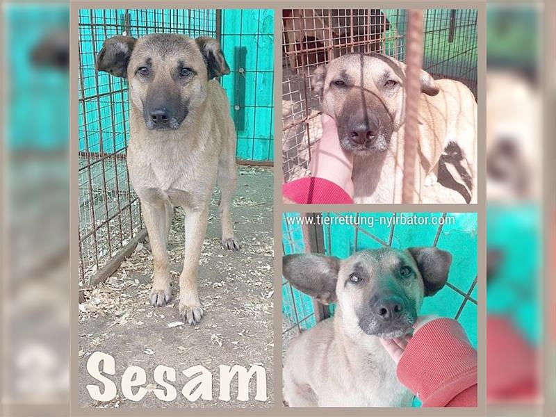 SESAM, der ideale Familienhund