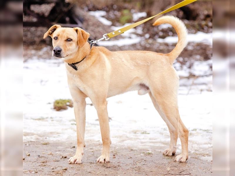 „Lotos“, ca. 3 Jahre, sucht Halter mit Hundeverstand
