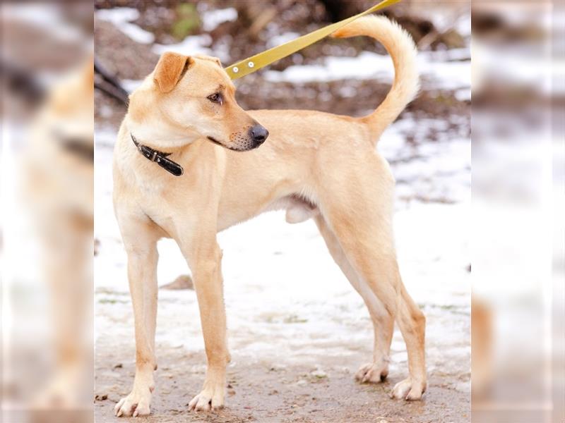 „Lotos“, ca. 3 Jahre, sucht Halter mit Hundeverstand