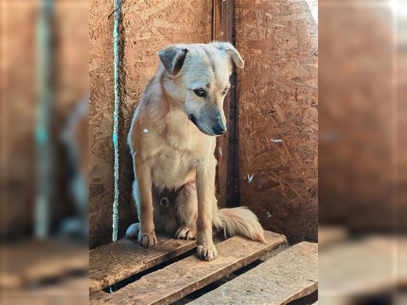 Terrence - noch ängstlich aber verträgt sich gut mit anderen Hunden