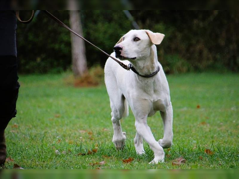 Liebevoller,gemütlicher Junghund mit Handicap