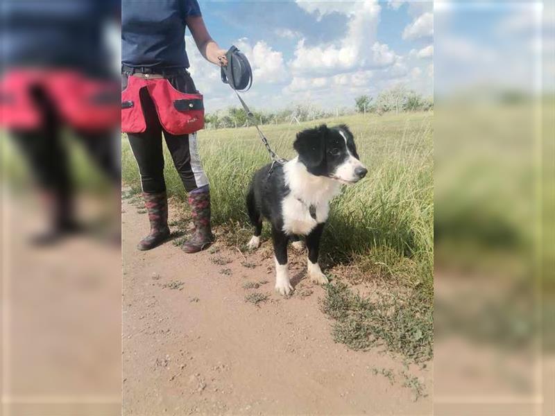 Oreo, aktive Menschen für hübschen Rüden gesucht