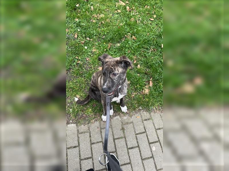 Herder x Schäferhund Mischling Welpe