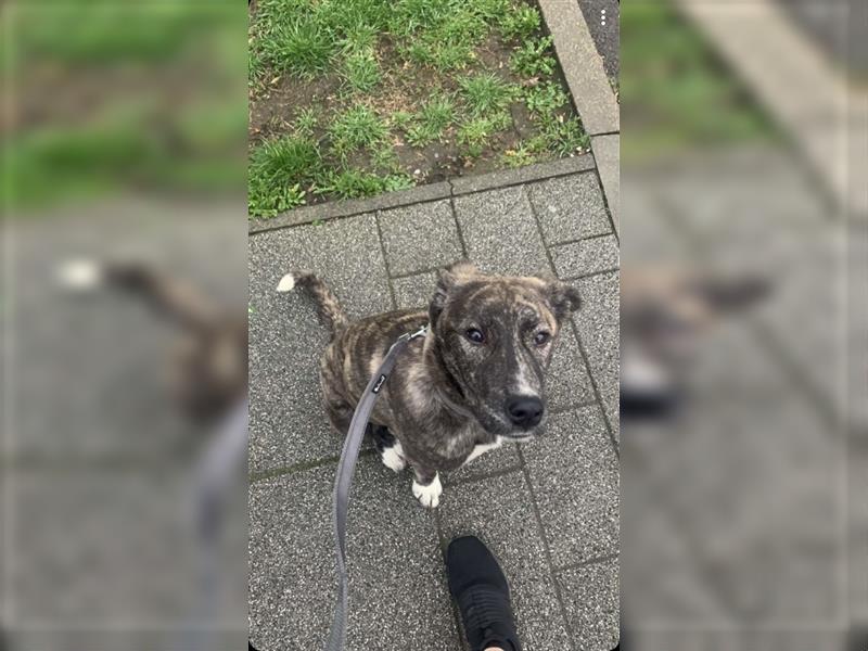 Herder x Schäferhund Mischling Welpe