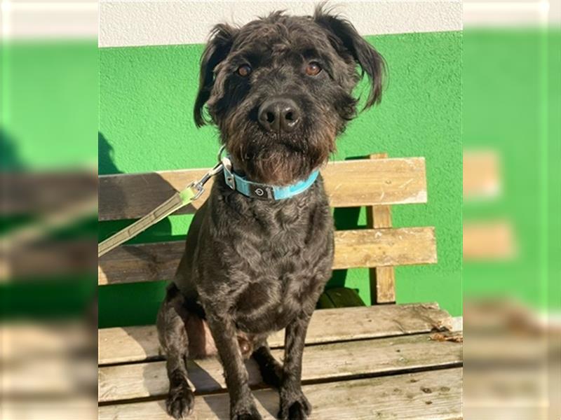 Ole, Mittelschnauzer Mix, geb. 2020, kluger, agiler Rüde