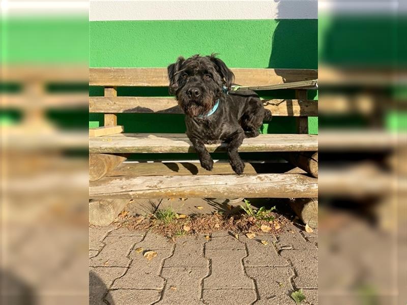 Ole, Mittelschnauzer Mix, geb. 2020, kluger, agiler Rüde