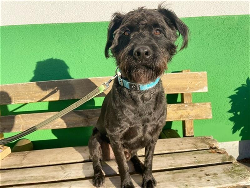 Ole, Mittelschnauzer Mix, geb. 2020, kluger, agiler Rüde