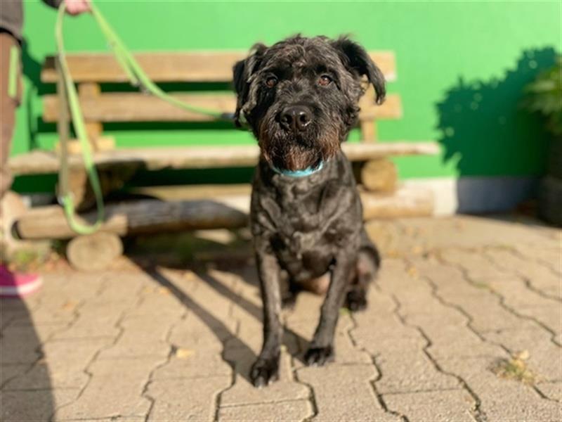 Ole, Mittelschnauzer Mix, geb. 2020, kluger, agiler Rüde