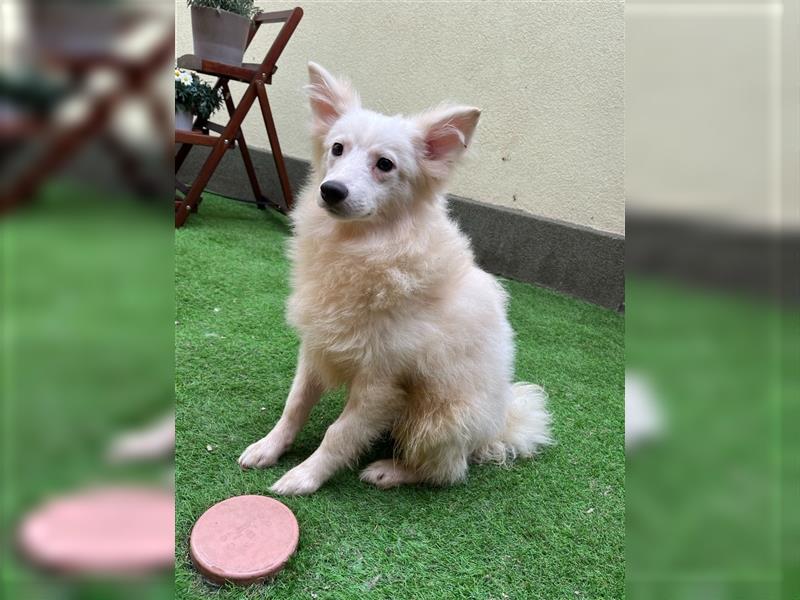 Diego-SR, sucht Familie zum Spielen und Spazieren