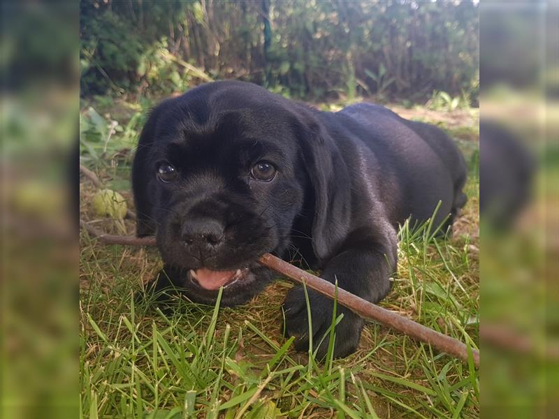 Wunderschöne Mockel Welpen in Sonderfarbe Mops x Dackel Tigerdackel Retro Mops