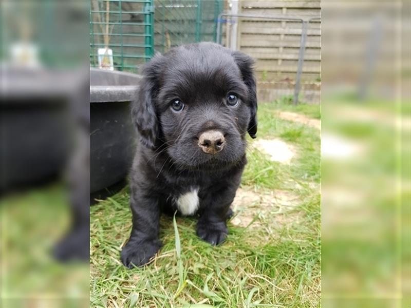 Wunderschöne Mockel Welpen in Sonderfarbe Mops x Dackel Tigerdackel Retro Mops