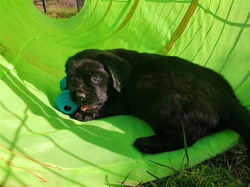 Wunderschöne Mockel Welpen in Sonderfarbe Mops x Dackel Tigerdackel Retro Mops