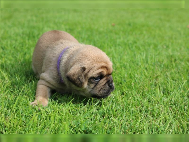 Süße Mops Mix Welpen