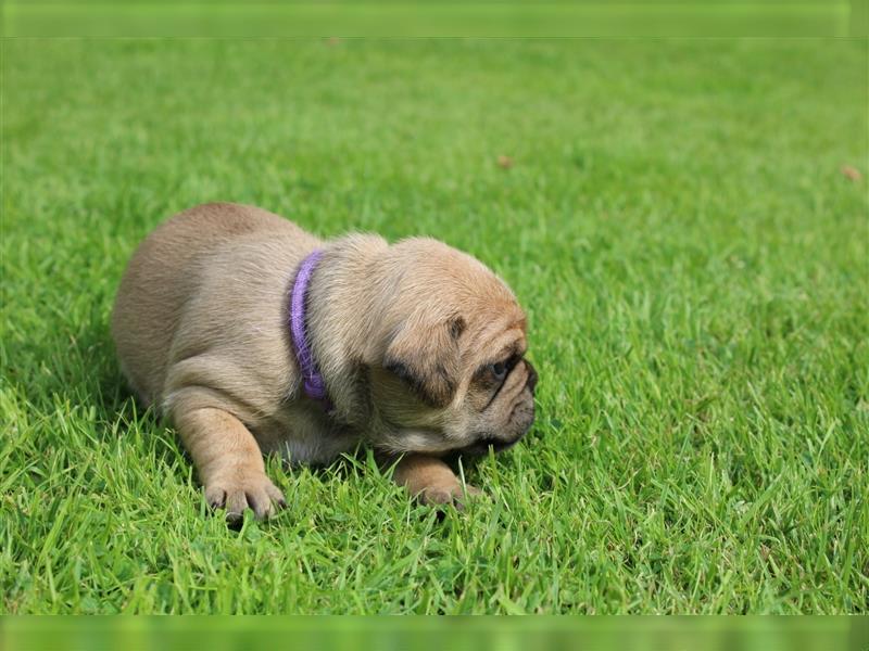 Süße Mops Mix Welpen