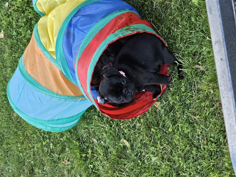 Unsere Retro- Mops- Welpen sind am 10.06 geboren. Es sind 2 Rüden und 3 Hündinnen