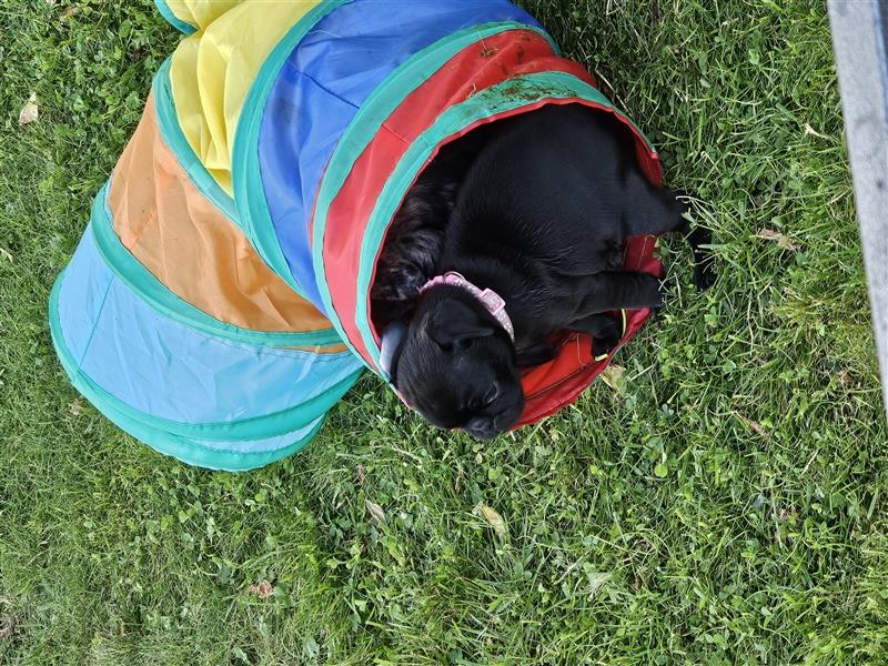 Unsere Retro- Mops- Welpen sind am 10.06 geboren. Es sind 2 Rüden und 3 Hündinnen