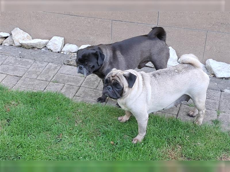 Wunderschönes Mops Mädchen freiatmend,sportlich, agil.