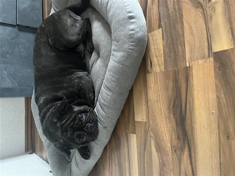 Französische Bulldogge / Mops