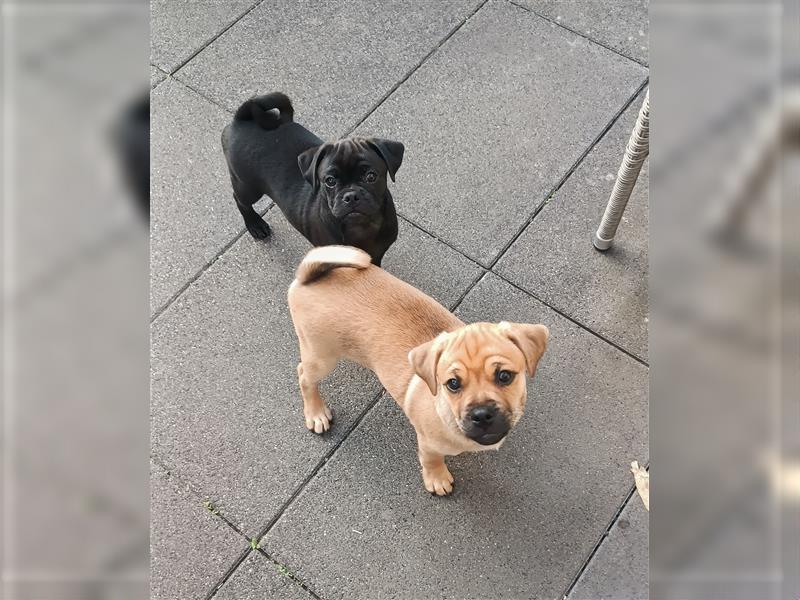 "Retromops" Mops - Zwergpinscher - Welpe , Rüde - beige mit Maske