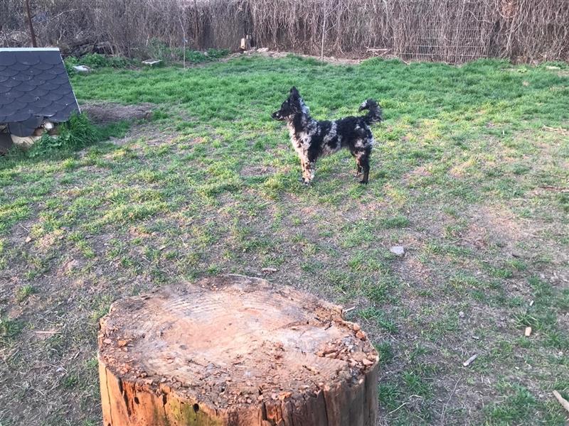 Mudi Welpen, Allrounder Familienhunde von Züchter, mit Ahnentafel